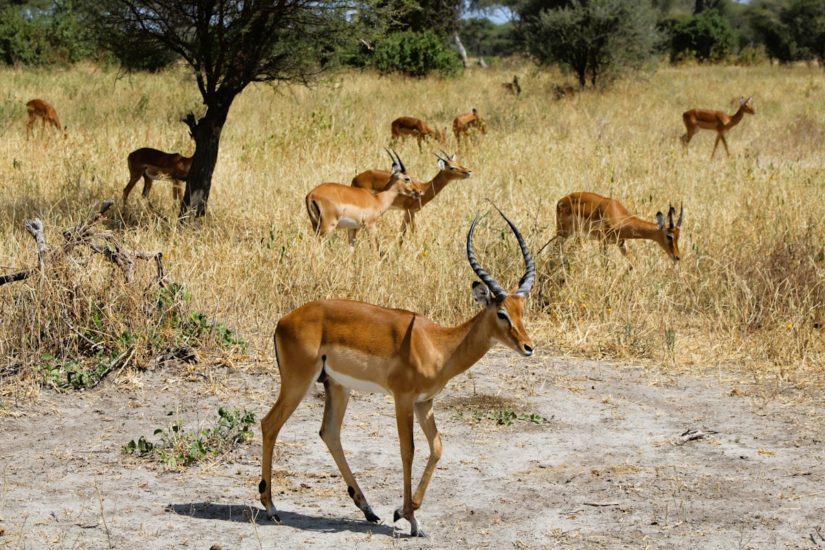 Wildlife camping and safaris